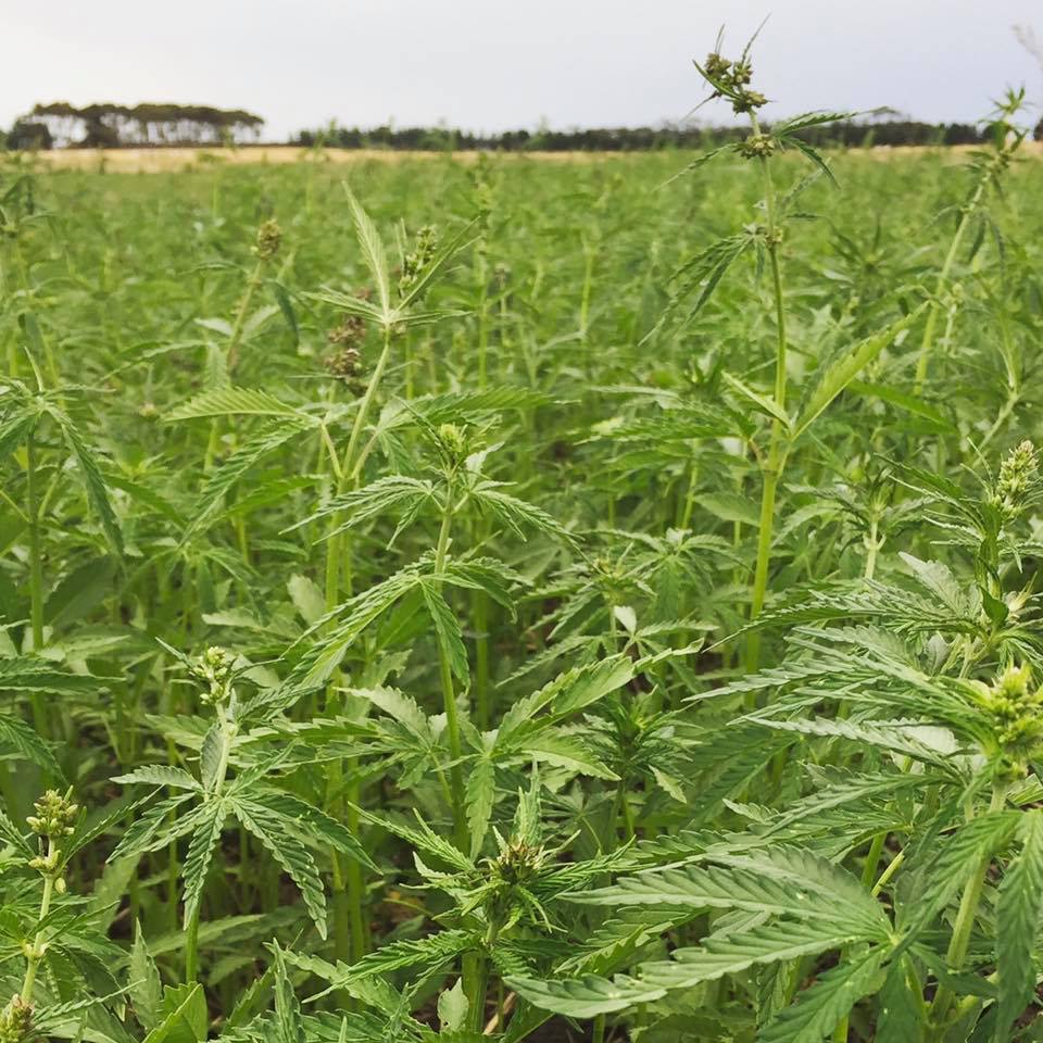 How Performs This Medical Marijuana Stuff Work?