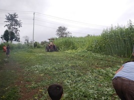 Australian-Grown-Hemp1Cutting