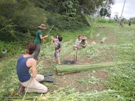 Australian-Grown-Hemp3