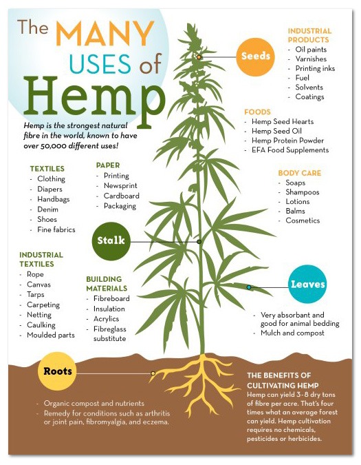 Hemp Infographic