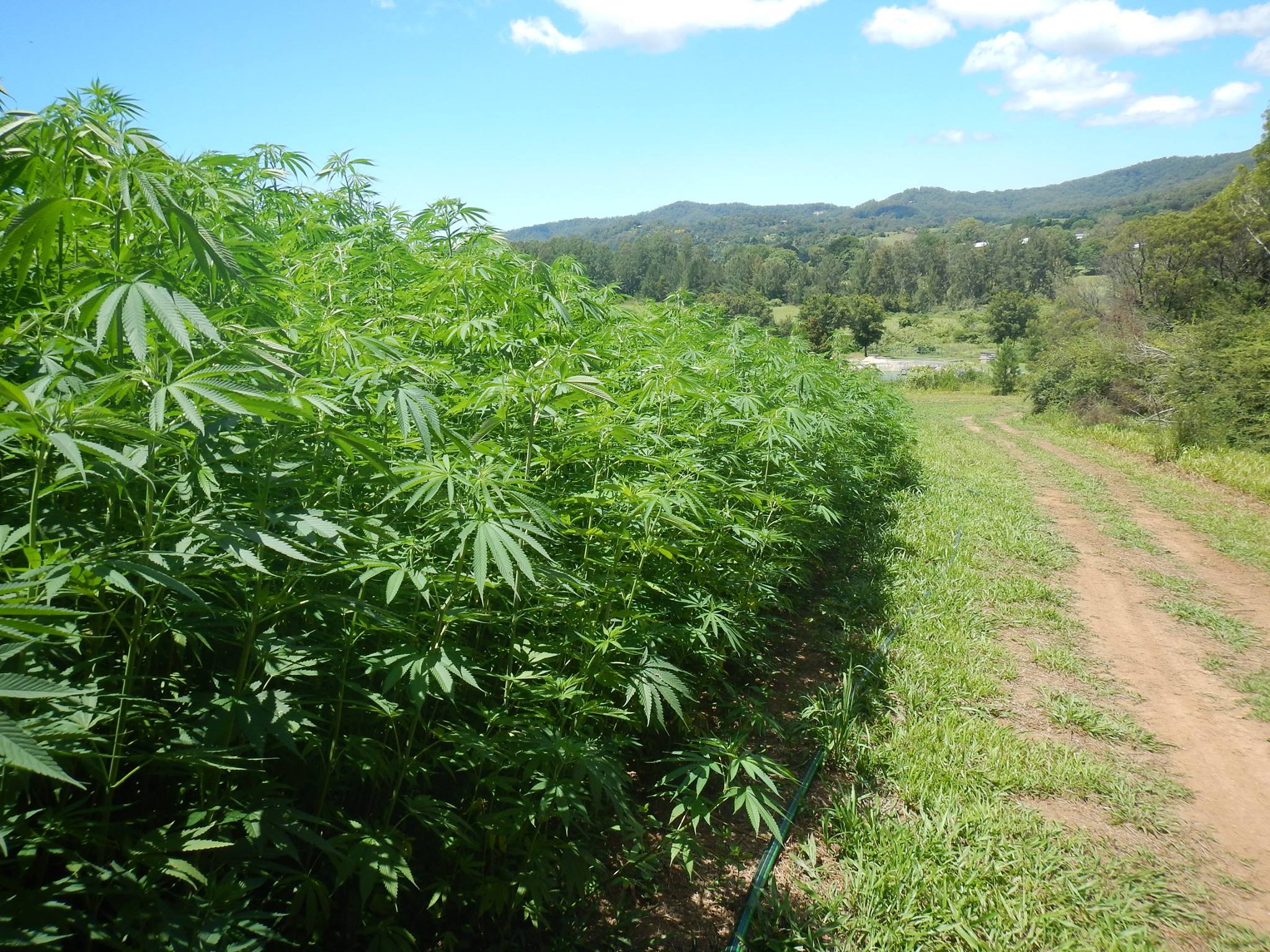 hemp-farm-bellingen-2013-2