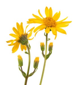 Arnica Flowers