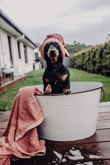 dog in outdoor bath being washed
