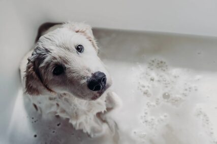 dog in bath being washed