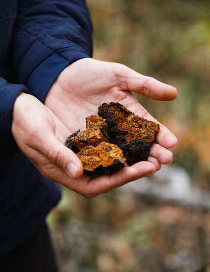 Superfeast - Chaga - Image 3